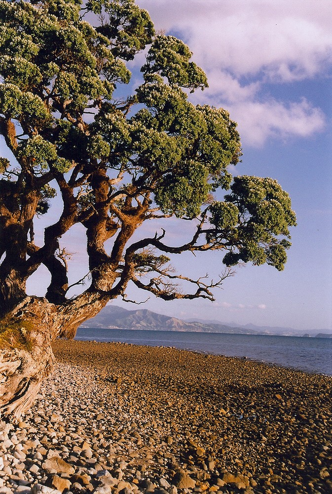 Coromandel